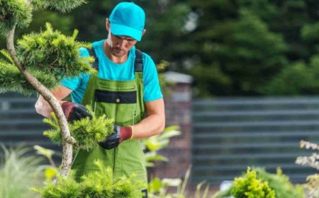 Tree Care Services: A Complete Guide to Healthy, Safe, and Beautiful Trees