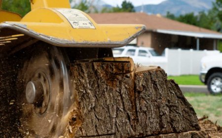 Stump Grinding: The Simple Guide to Getting Rid of Tree Stumps