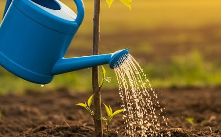 Natural Boost, Proven Results – The Organic Fertilizer Advantage for Today’s Crops