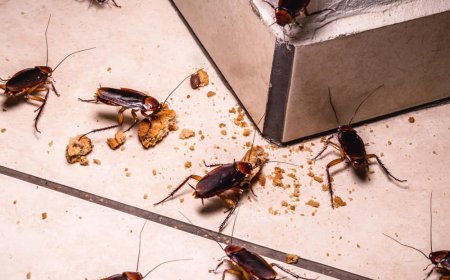 Don’t Let Pests Take Over: How Professional Exterminators and Termite Control Services Defend Your Property