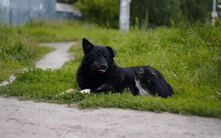 Irish Doodle: Pros, Cons & Care