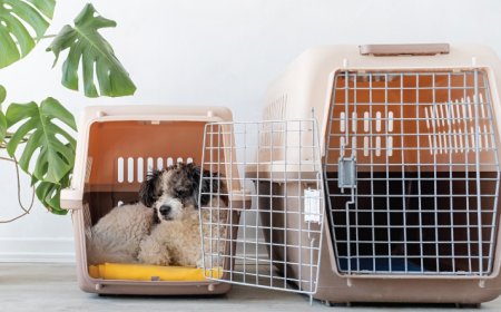 The Ideal Travel Companion: Choosing the Perfect Dog Carrier