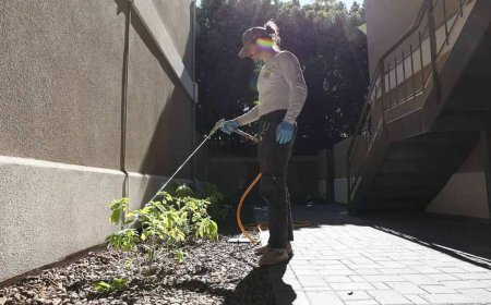 Top-Rated Pest Control Services to Keep Homes Pest-Free