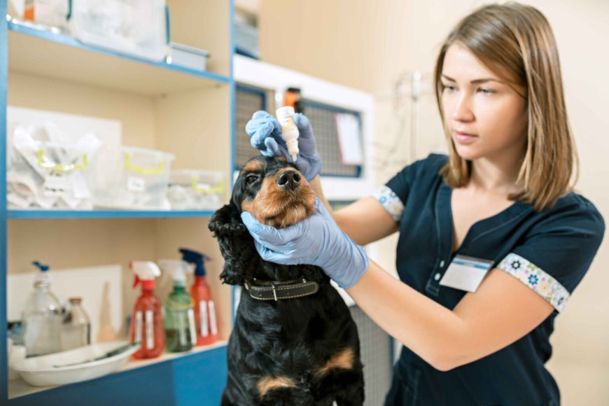 After-Hours Emergency Veterinarian Services: Why Quick Action Could Save Your Pet’s Life